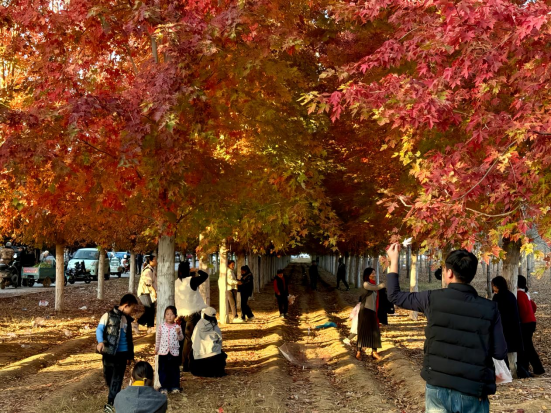 河北肃宁状元湖公园：红枫似火引客来 人文生态共绘秋韵画卷_fororder_河北肃宁状元湖公园：红枫似火引客来 人文生态共绘秋韵画卷134