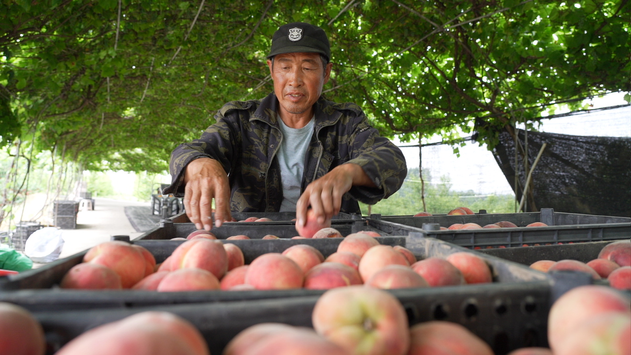 河北迁安：硕果压枝桃香漫_fororder_迁安市亚栾湾农业公园的工人在采收桃子。李娟 摄.JPG