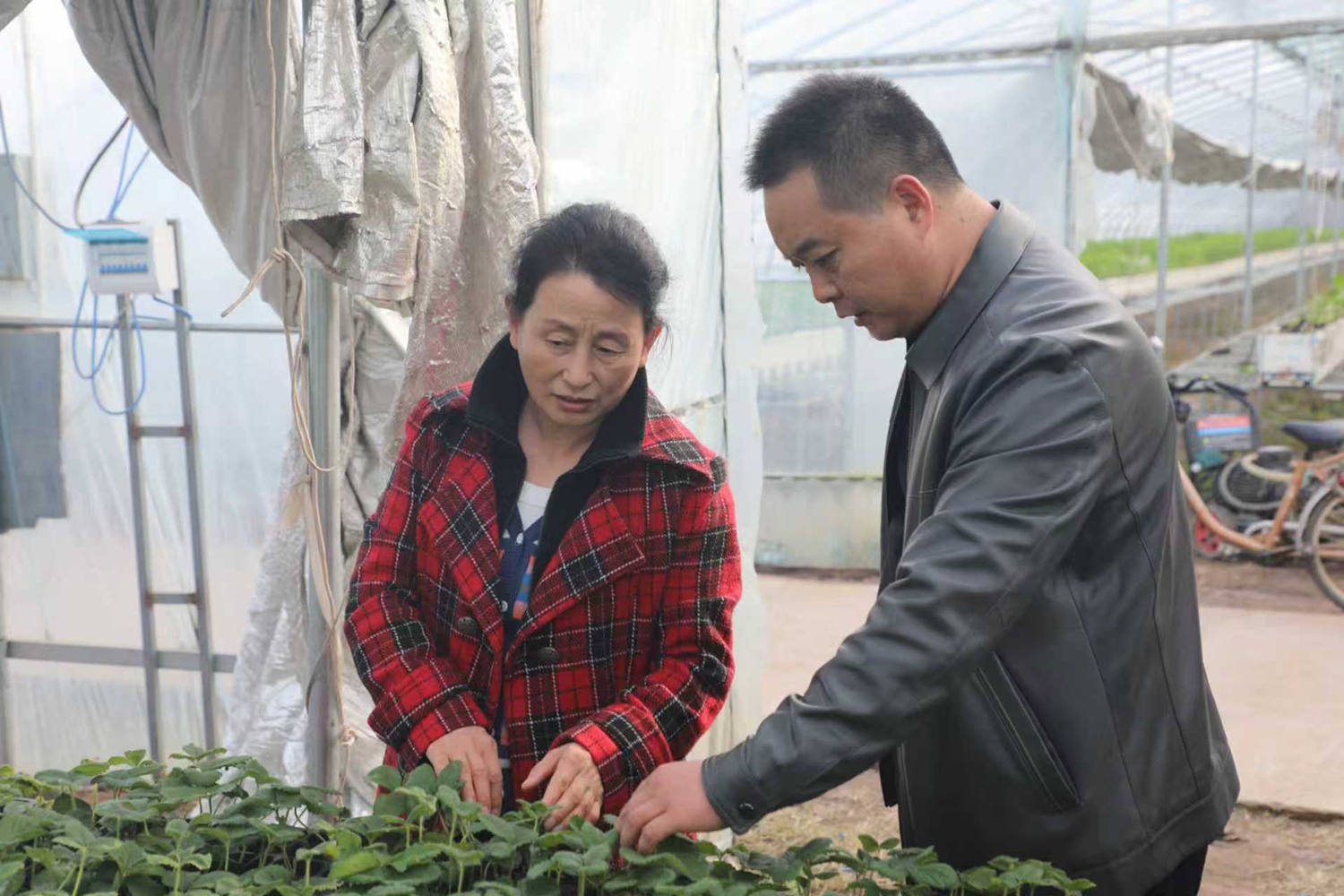 图片默认标题_fororder_农技专家查看育苗情况 摄影 刘凡