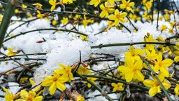 雪落石家庄 绘就诗意画卷