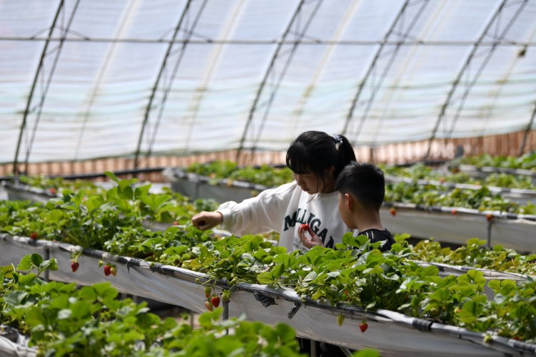 河北隆化：打造“四季草莓”生产基地_fororder_2