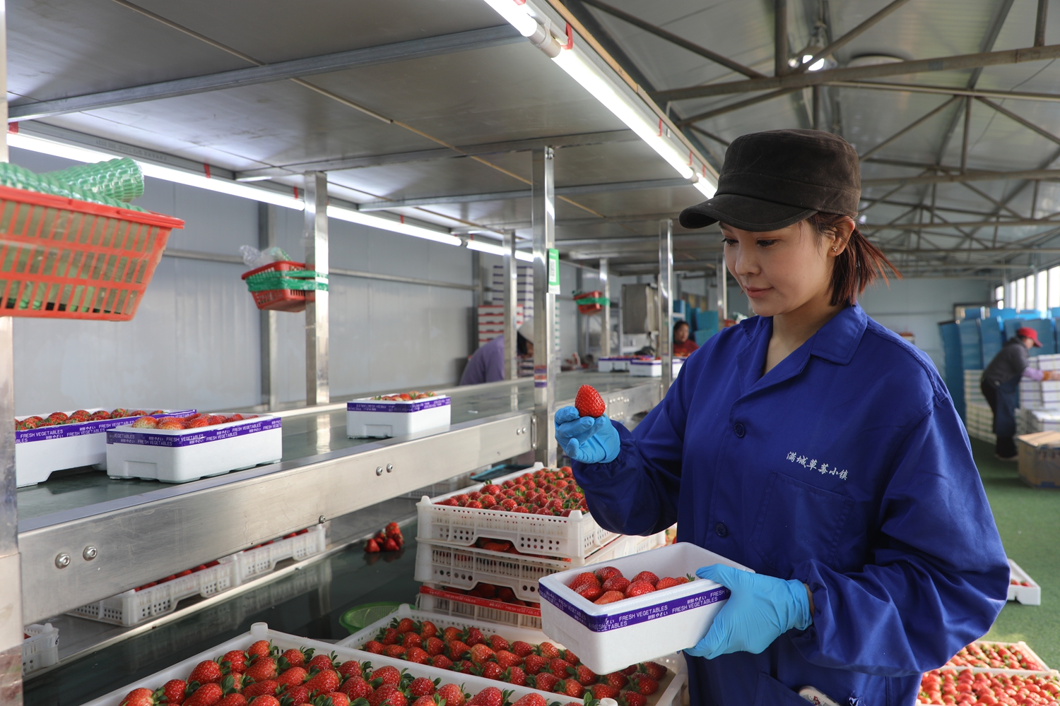 图片默认标题_fororder_园区负责人刘小艺在车间内分拣草莓 摄影 邱迎新
