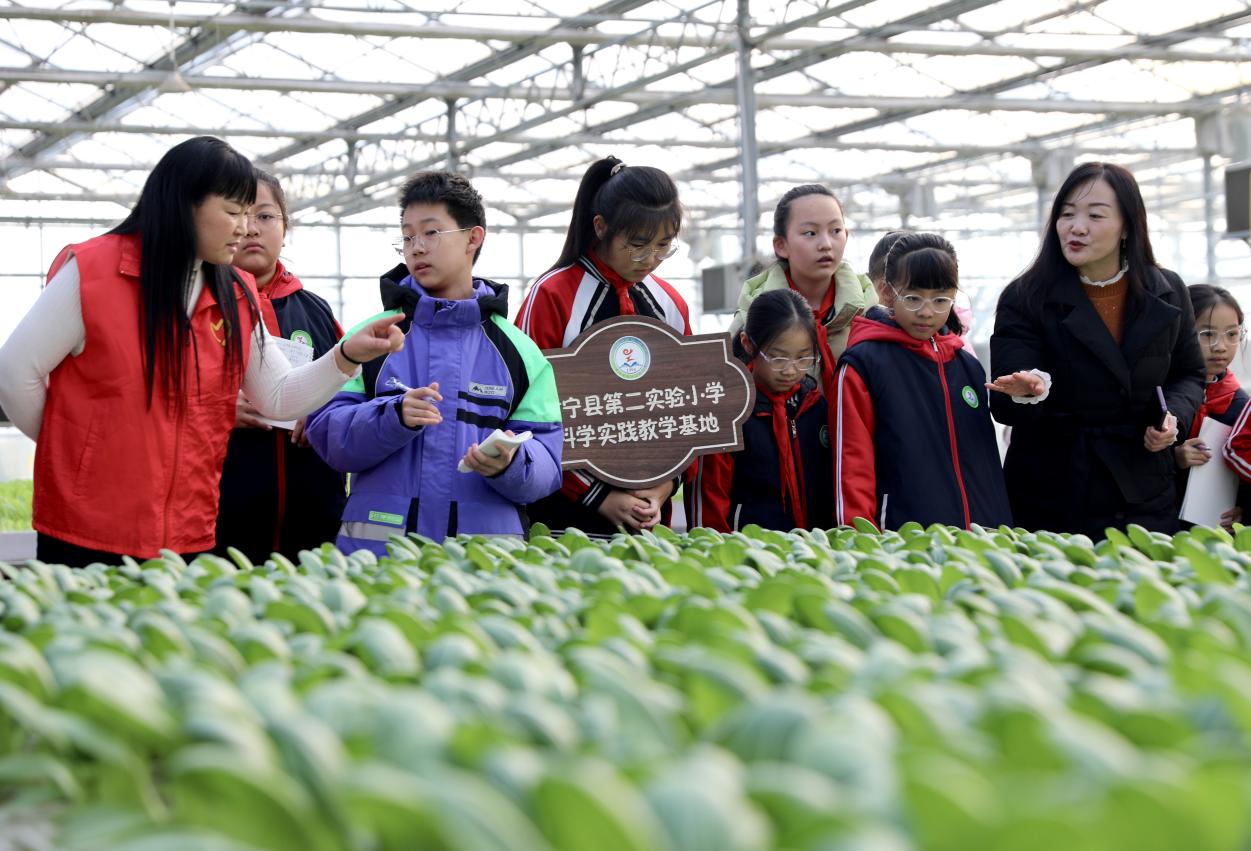 河北肃宁：研学实践进田园 田间课堂学知识_fororder_image003