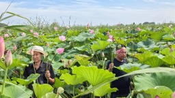 河北高阳：莲藕种植铺就致富路