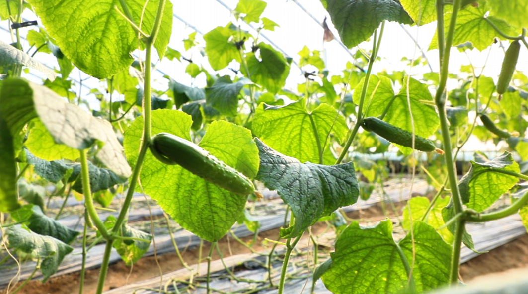 河北迁安：设施农业撑起冬日增收伞_fororder_迁安市蔡园镇蔡家洼村纯鲜采摘园黄瓜长势喜人。王志斌  摄