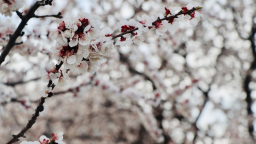 河北海兴：杏花为信春意浓 文旅融合促振兴