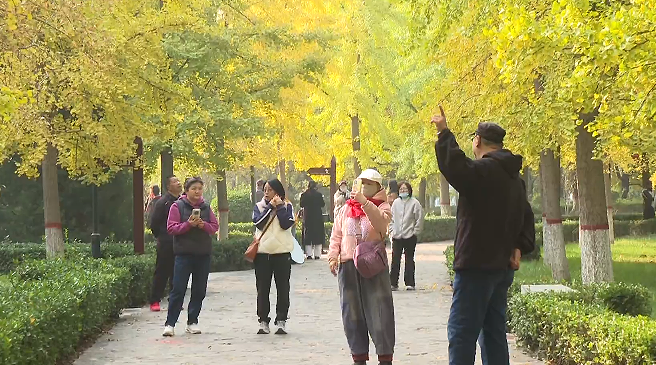 石家庄市鹿泉区海山公园：银杏“披金”醉游人_fororder_图片3