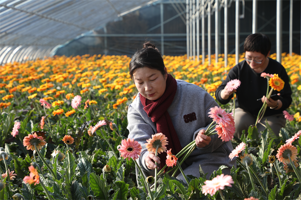 保定徐水：“花式年货”上新 成年节文旅市场新宠