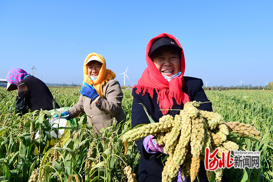 张家口怀来：谷子抢收忙