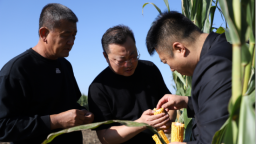 河北孟村：科学管理抵御灾害 护航丰产丰收
