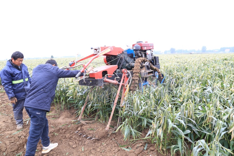 河北蠡县：生姜喜获丰收 合作社模式鼓起农民钱袋子​_fororder_0003