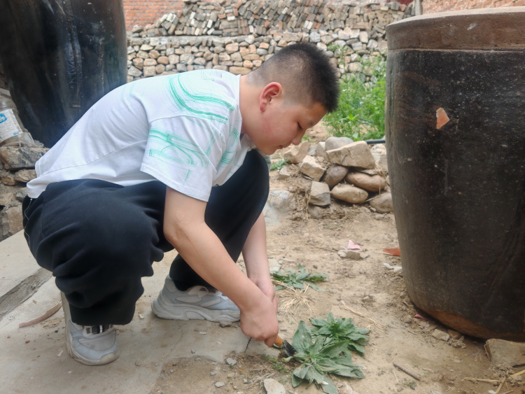 河北唐县：大洋乡中学开展“寻草药 传药香”文化实践活动_fororder_学生正在挖掘草药