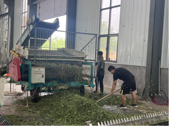 河北东光：甜叶菊铺就乡村振兴甜蜜路_fororder_河北东光：甜叶菊铺就乡村振兴甜蜜路127