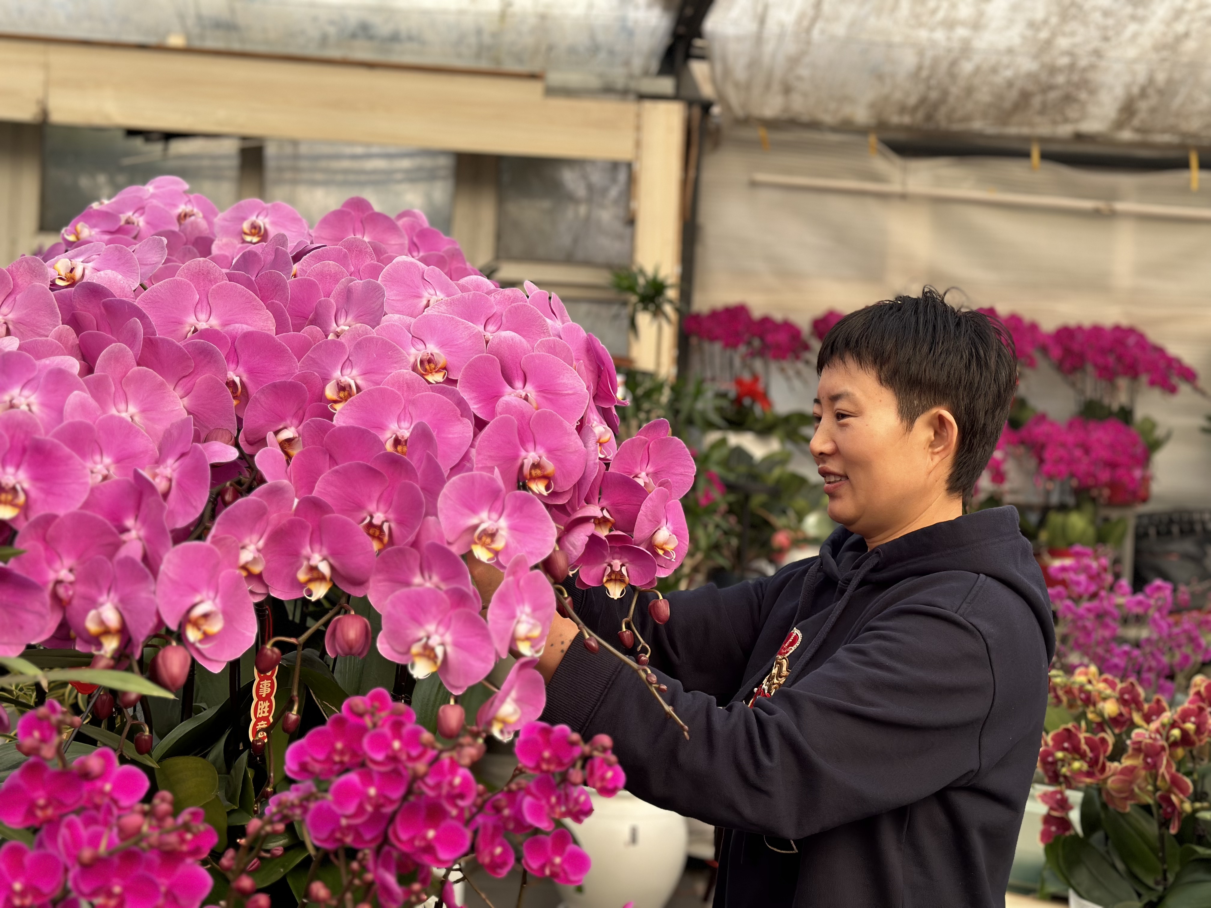 河北保定：鲜花市场春意浓