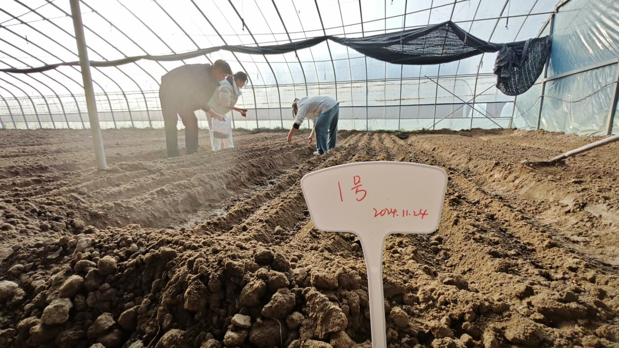 河北东光：科技赋能 羊肚菌种植迎来新机遇