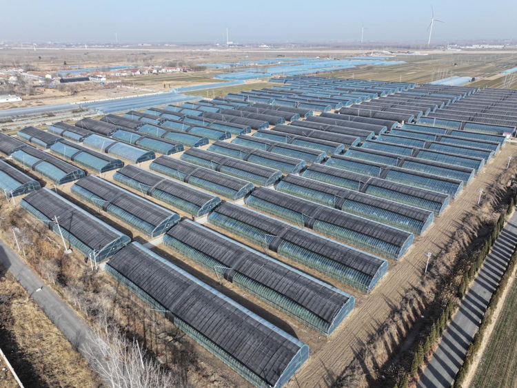 河北东光：早春蔬菜抢“鲜”上市 丰富市民菜篮子