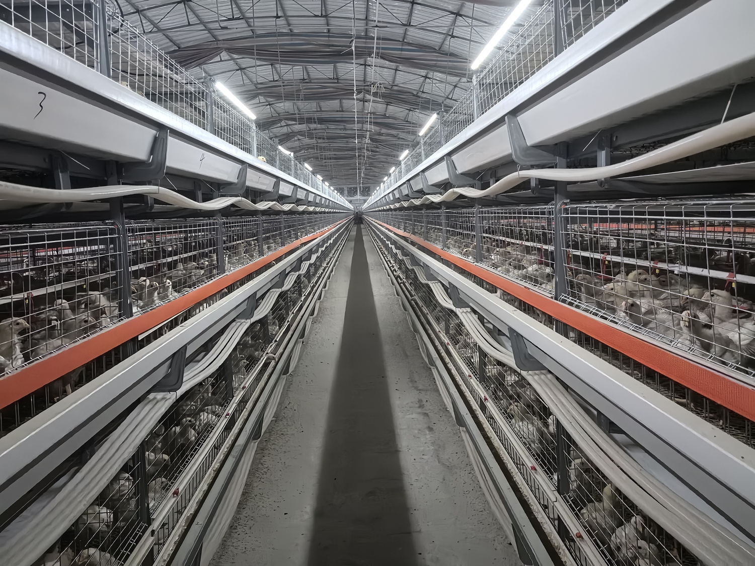 保定市满城区：五年深耕结硕果 衔接振兴启新程_fororder_满城集体经济养殖场建成后运行 摄影 王旭杰