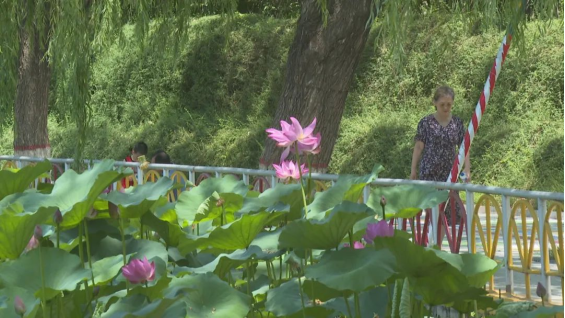 石家庄市鹿泉区：万株荷花绽放 开启夏日赏荷季_fororder_石家庄市鹿泉区：万株荷花绽放 开启夏日赏荷季800