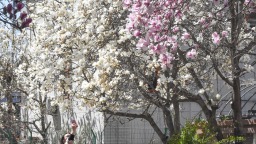 河北遵化：玉兰花开引客来