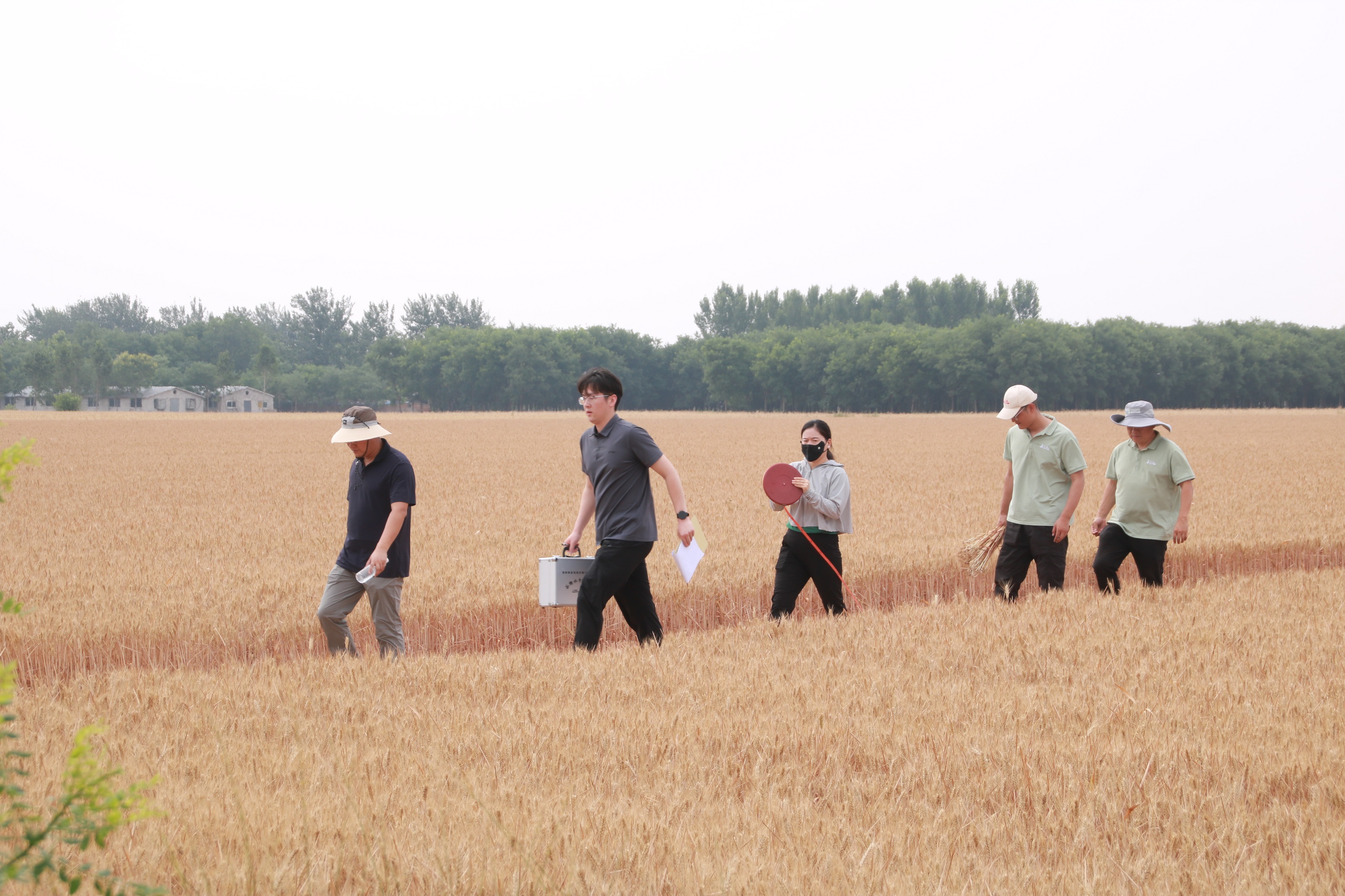 保定博野：举办绿色防控示范基地小麦实收观摩会 共促农业新发展_fororder_4
