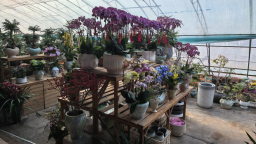 河北东光：繁花添年味 花市暖新春