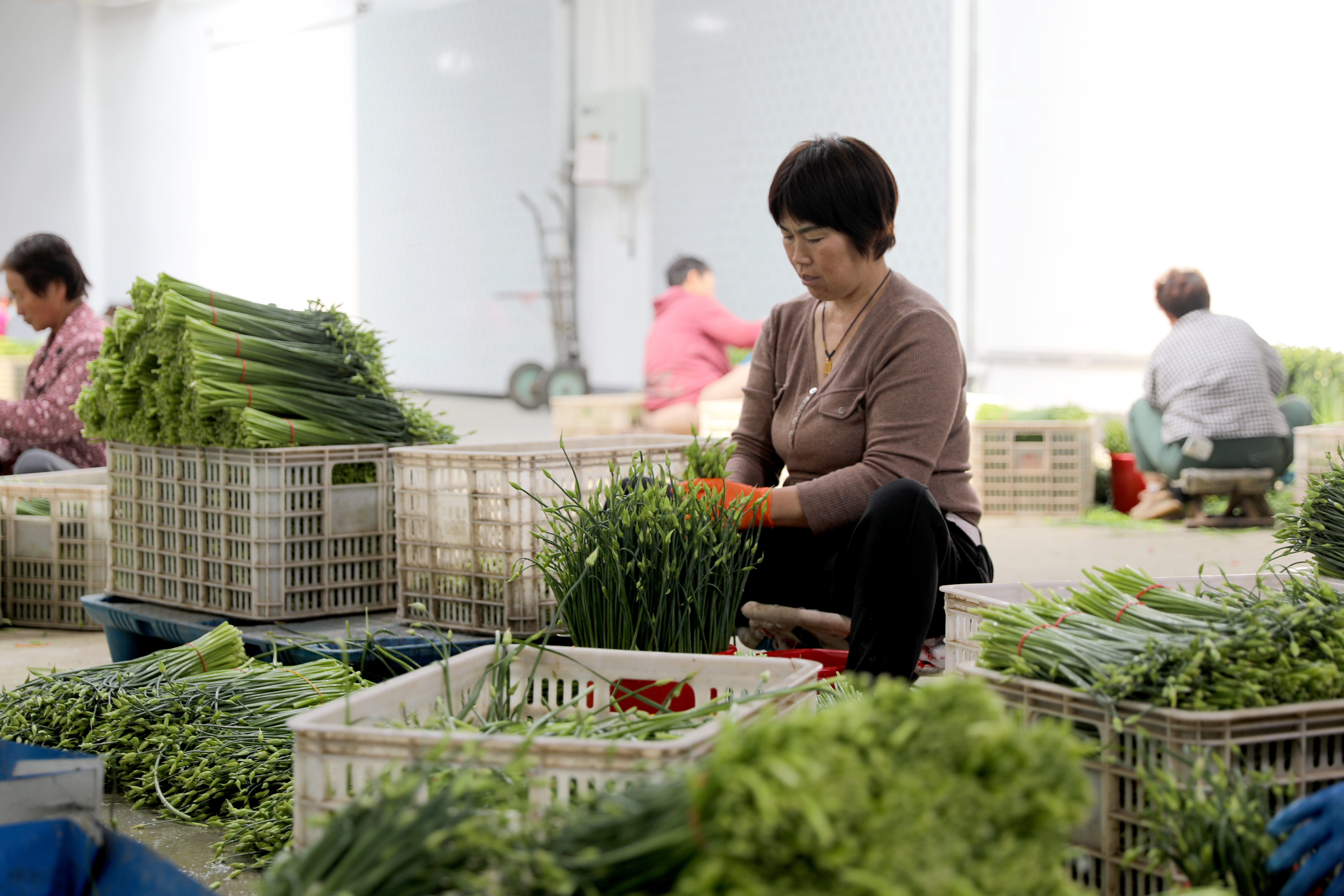 河北肃宁：“韭苔净菜”铺就百姓致富路_fororder_河北肃宁：“韭苔净菜”铺就百姓致富路3
