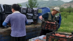 从“地雷战”热土到智慧果园：四位海归以代码“耕”出农业新未来