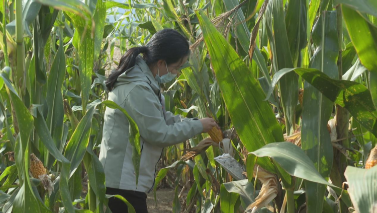 石家庄鹿泉区：农技专家田间“把脉问诊” 助力冬小麦播种_fororder_图片2