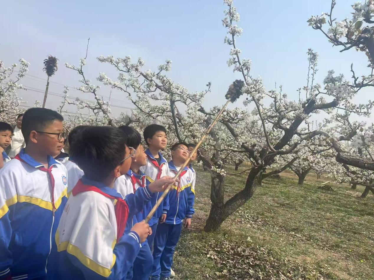 河北省泊头市各小学组织走进春天体验农耕活动_fororder_图片2