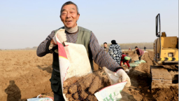 河北肃宁：麻山药种植铺就“致富路”