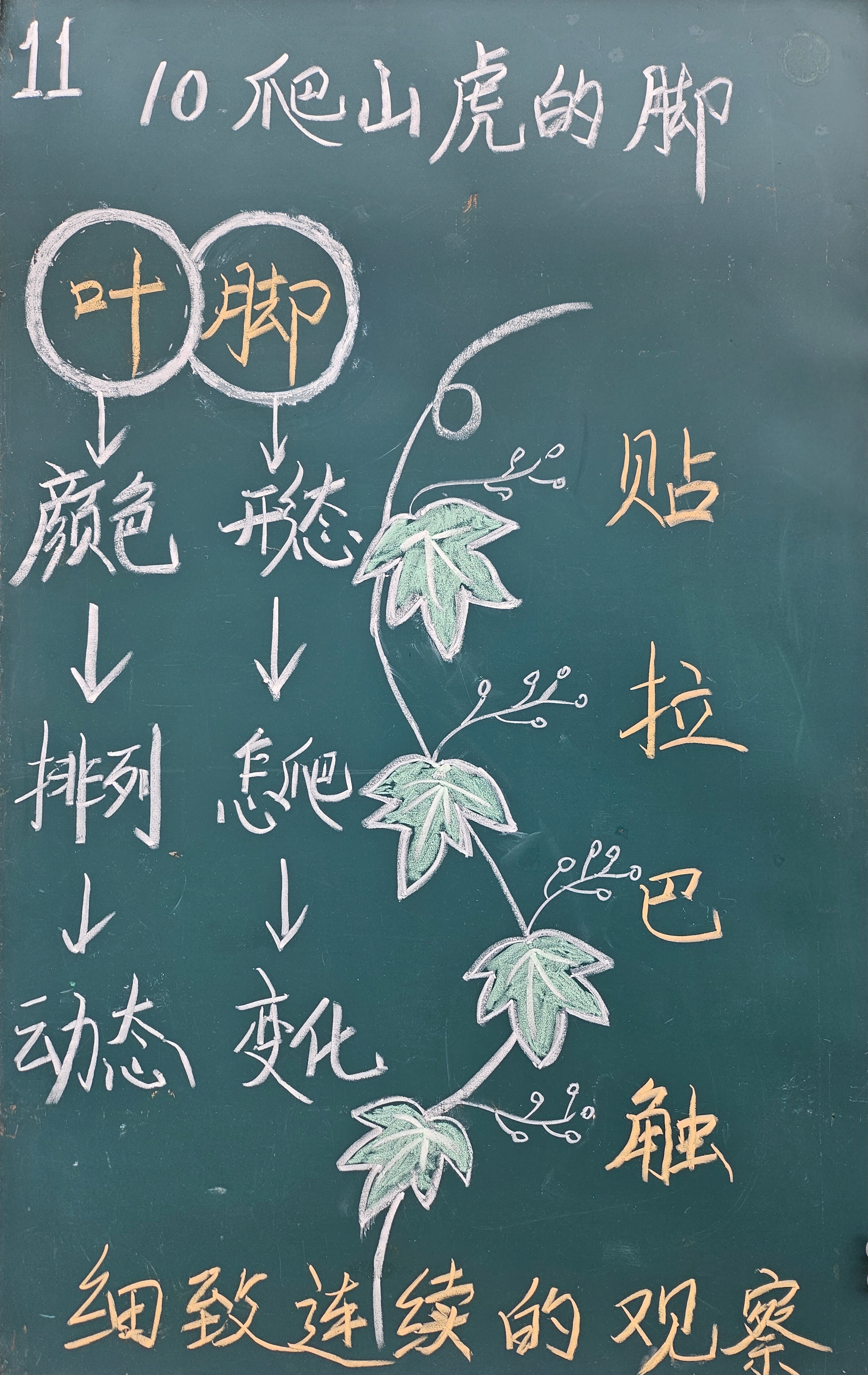 石家庄市西里小学：“粉笔生花”板书尽显教学魅力