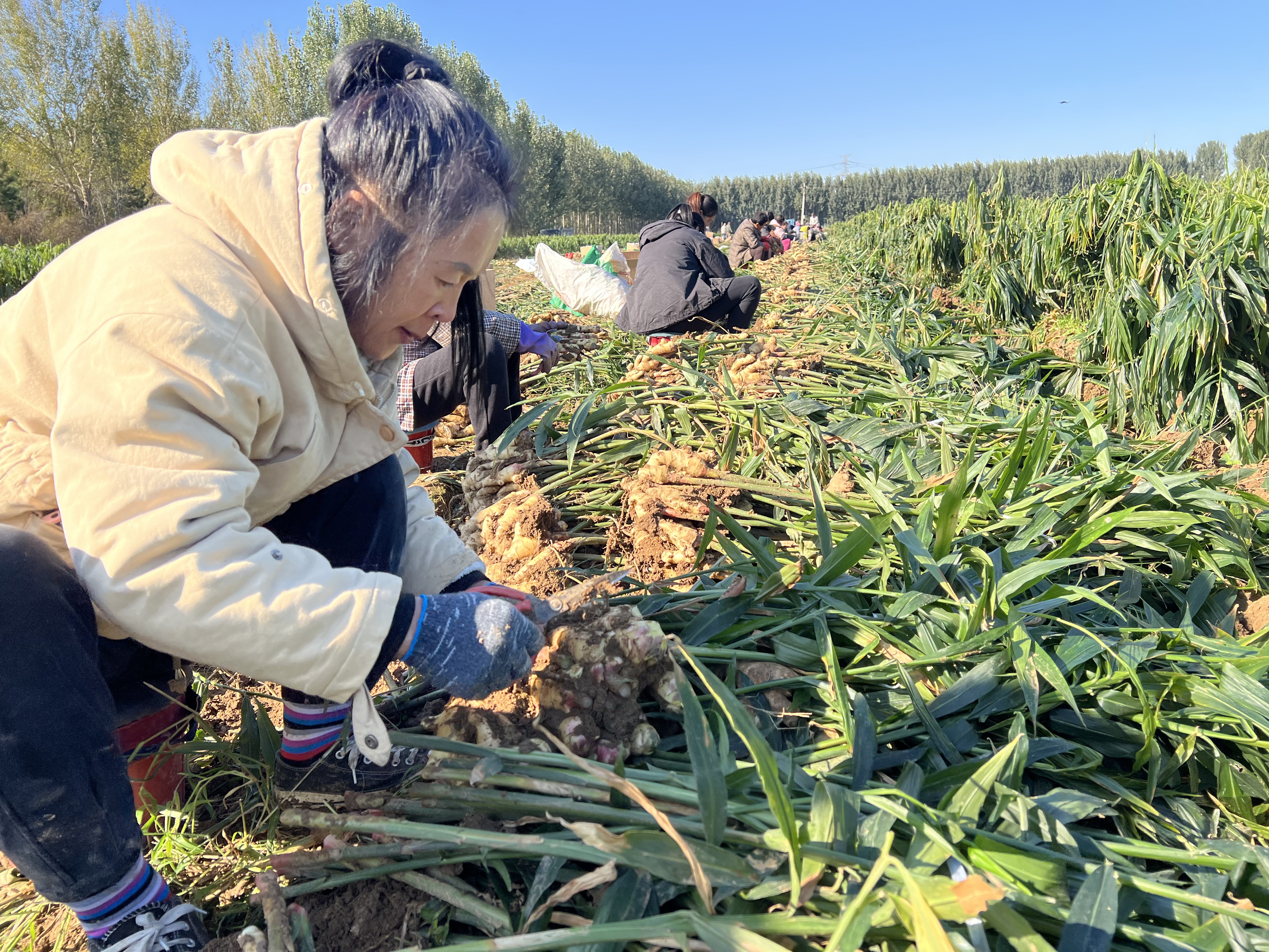 河北遵化：金姜铺就致富路 村民“家门口”采收忙_fororder_图为生姜基地收获场景 侯佳宁摄