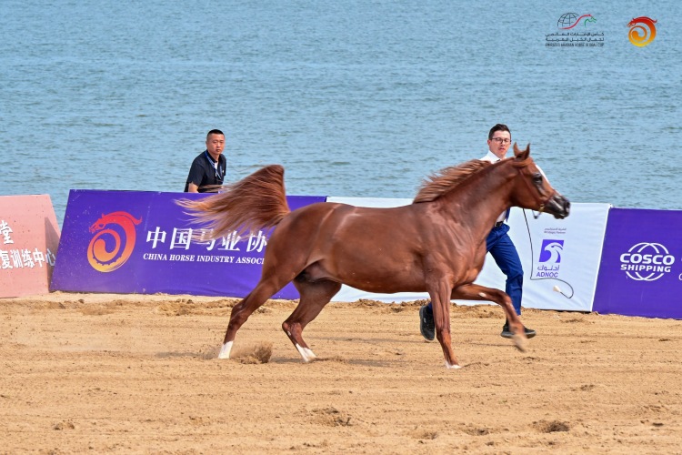 唐山迁安：13 匹良驹驰骋国际赛场 斩获三金一银五铜_fororder_e9d21df1b6a937c4942018c10922627