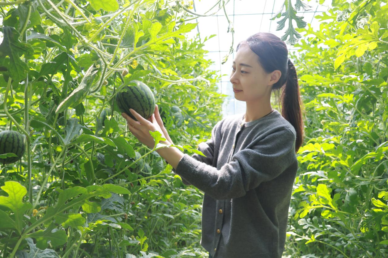 河北黄骅：果蔬大棚里话丰年_fororder_图片 2