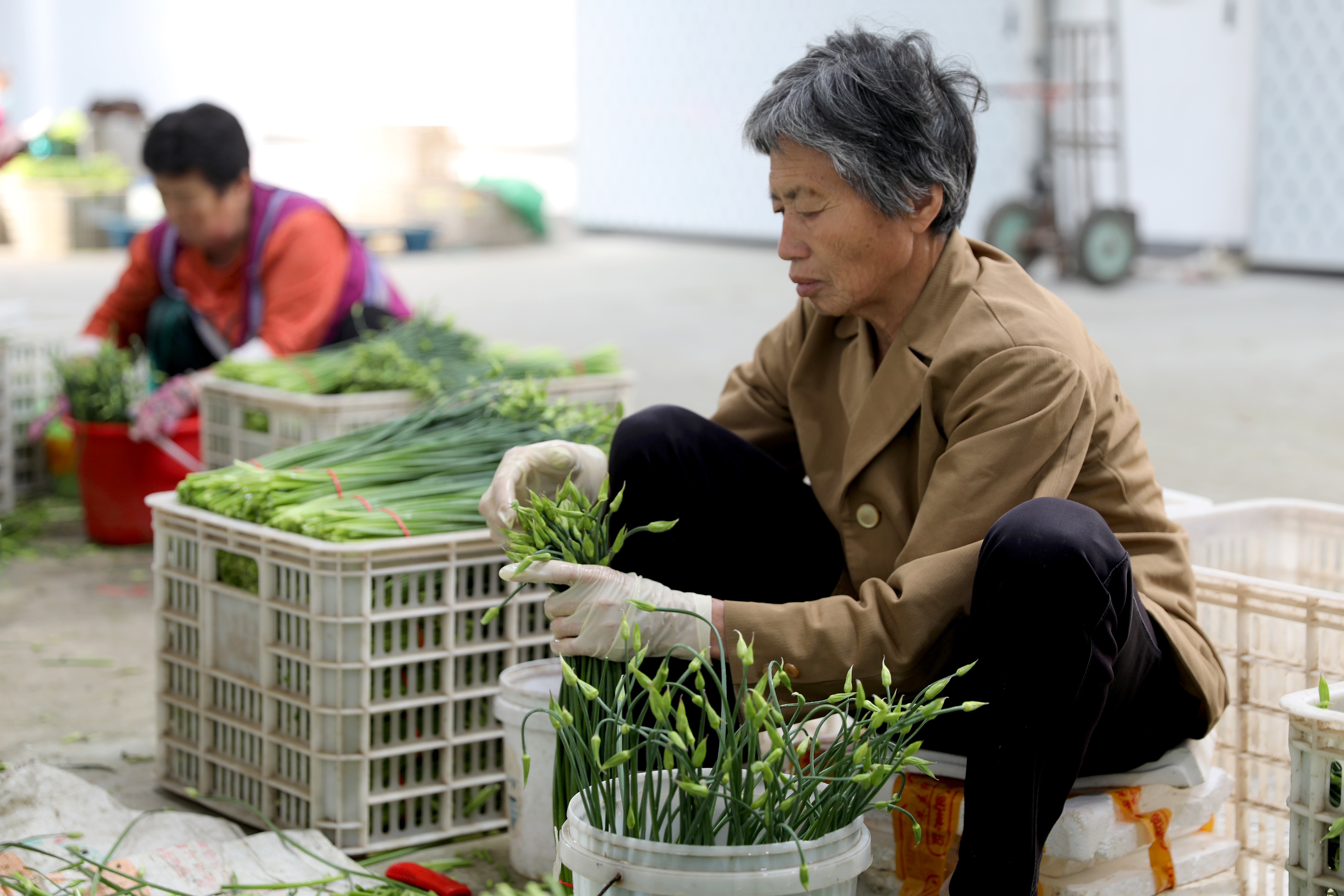 河北肃宁：“韭苔净菜”铺就百姓致富路_fororder_河北肃宁：“韭苔净菜”铺就百姓致富路2