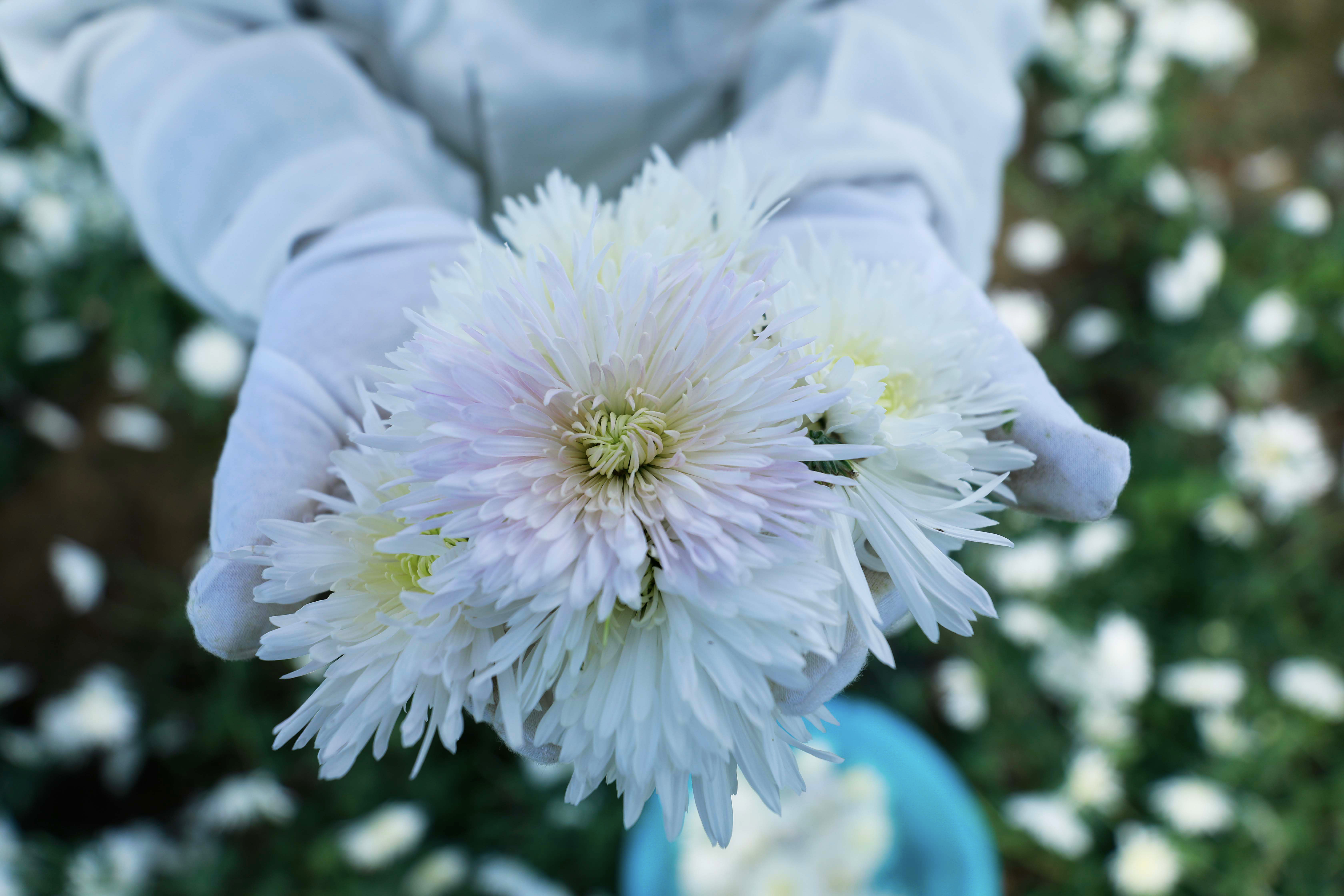 河北廊坊：温室香菊采收忙
