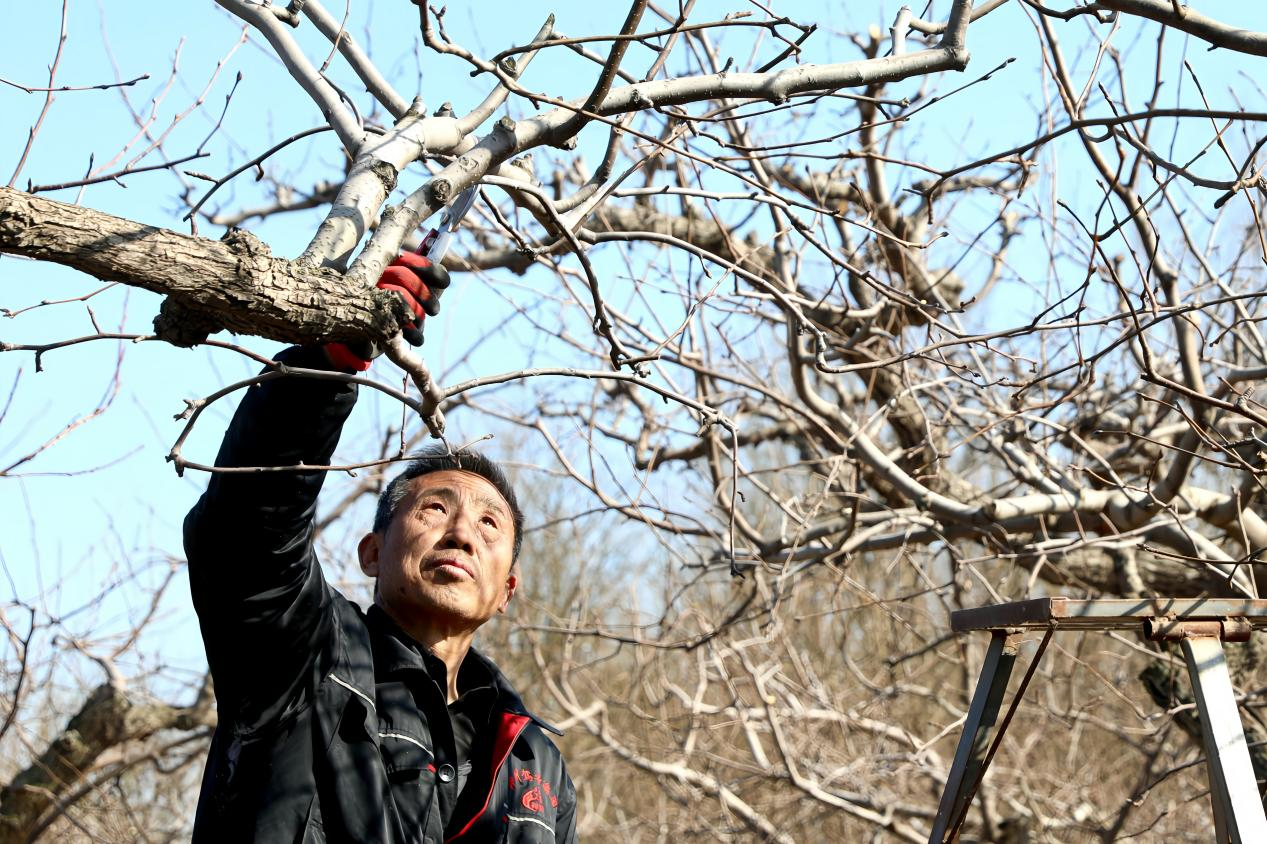 河北肃宁：大寒剪枝蓄生机 万亩梨园盼丰年_fororder_图片 1