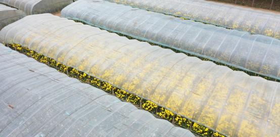 河北曲阳：大棚菊花绽放“美丽经济” 产业兴旺助力乡村振兴_fororder_河北曲阳：大棚菊花绽放“美丽经济” 产业兴旺助力乡村振兴139