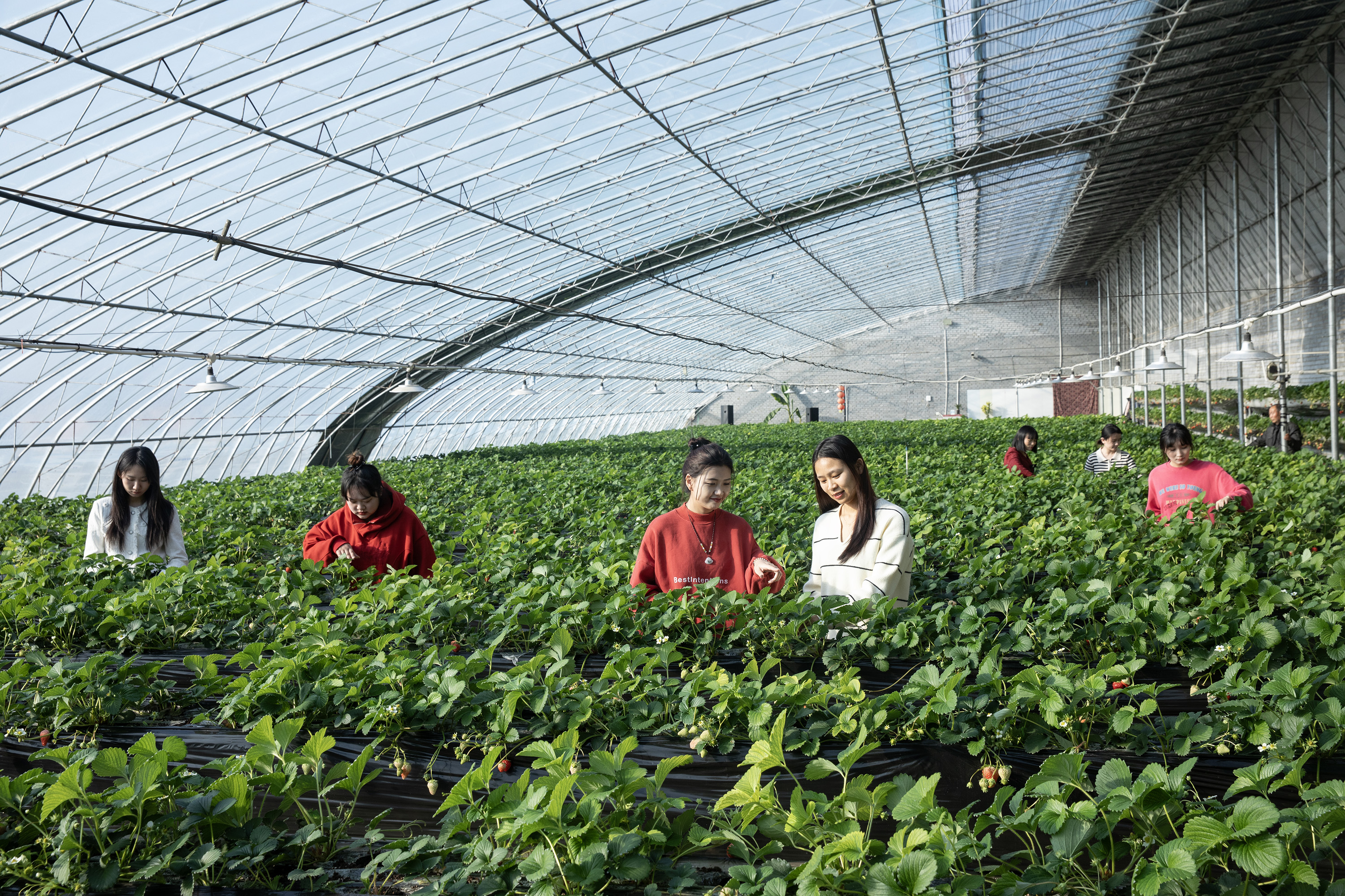 河北高阳:草莓飘香采摘忙