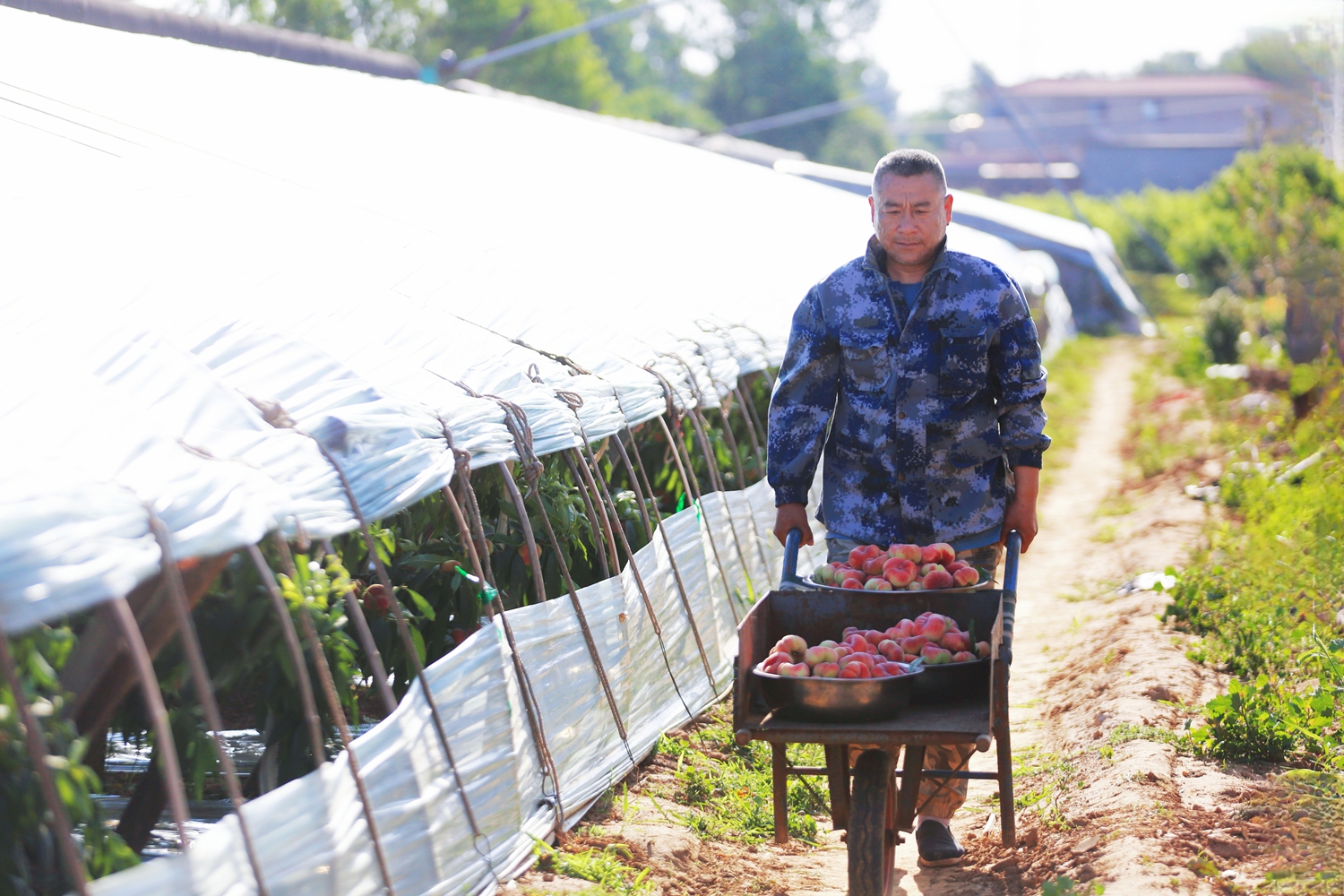 保定市满城区：蟠桃丰收采摘忙 乡村振兴结硕果_fororder_满城区要庄乡蟠桃喜获丰收 摄影 田素然