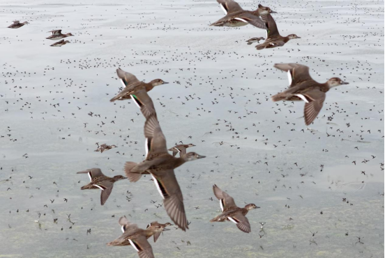 逾4000只花脸鸭“军团”首次到访南大港湿地_fororder_逾4000只花脸鸭“军团”首次到访南大港湿地712