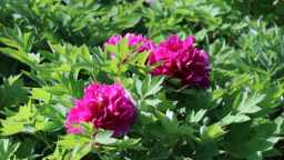 国色绽东环 牡丹醉春光 石家庄东环公园3000余株牡丹迎来盛花期