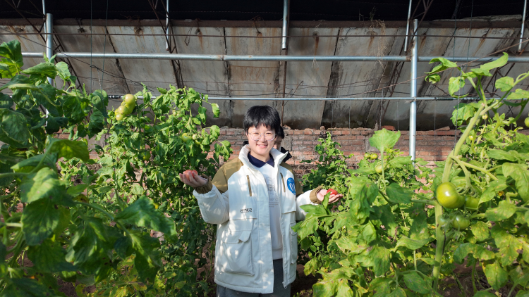 河北迁安：百余名高校学子投身家乡社会实践_fororder_在迁安市乐丫农场田间大棚，参加社会实践的大学生采摘有机蔬菜，马倩 摄.JPG
