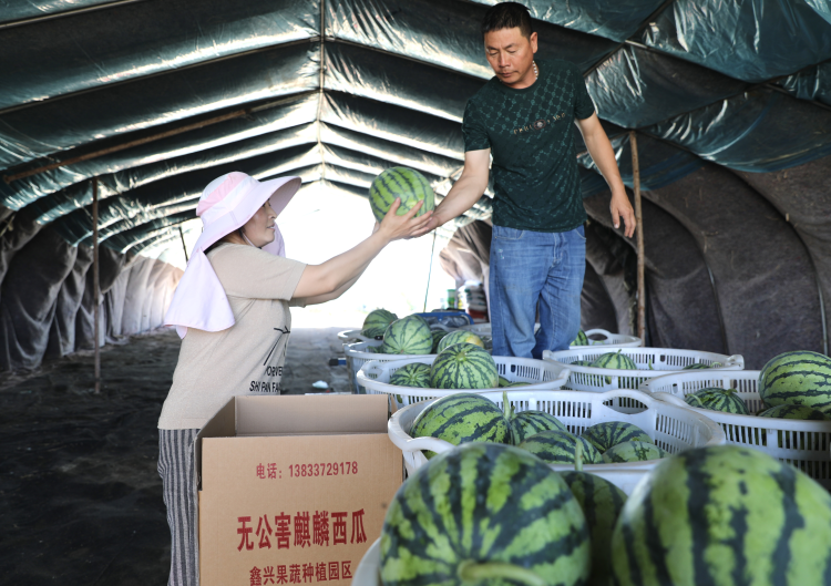 河北肃宁：西瓜丰收富农家_fororder_河北肃宁：西瓜丰收富农家5