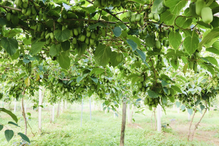 河北曲阳：软枣猕猴桃变身“金果子” 趟出致富新希望_fororder_图片1