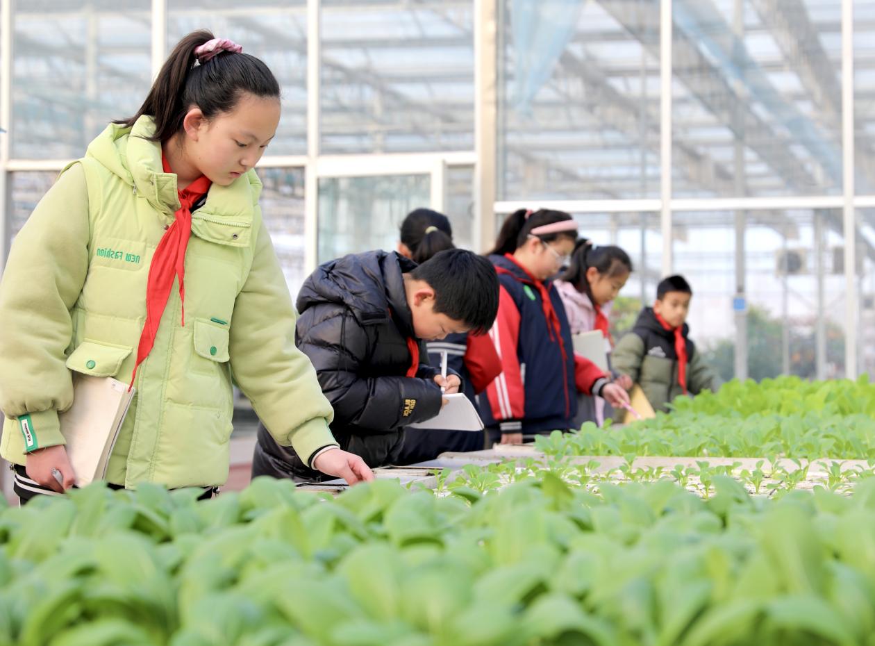 河北肃宁：研学实践进田园 田间课堂学知识_fororder_image005