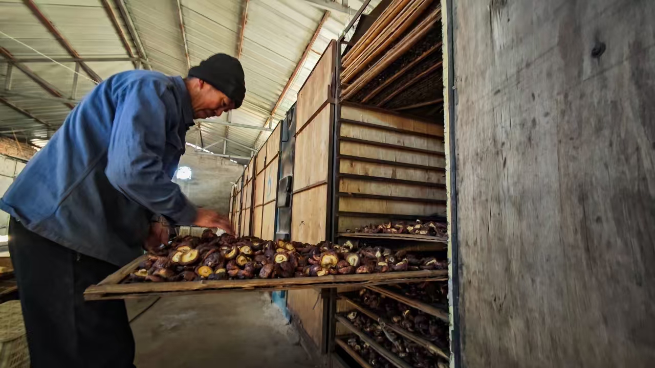 遵化：“小”而“精”家庭农场释放新活力_fororder_工作人员正在检查烘干后的香菇干 许昊摄