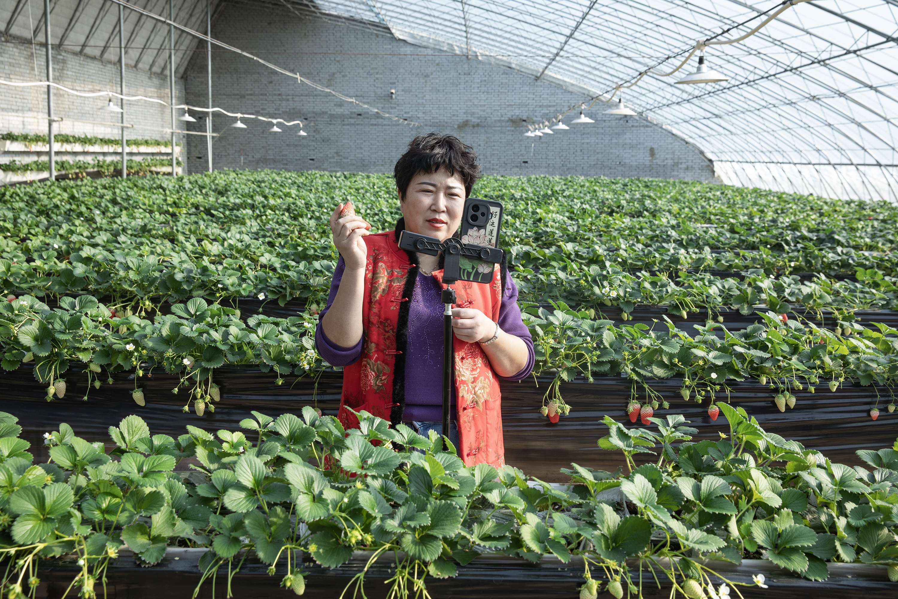 河北高阳:草莓飘香采摘忙