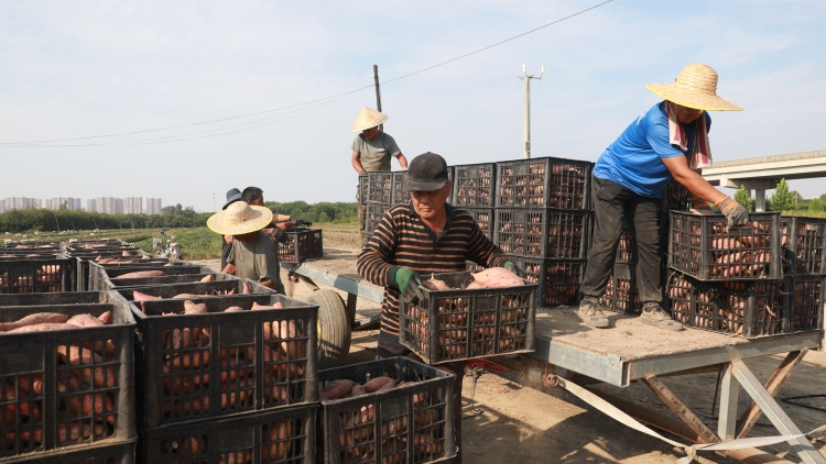 保定市莲池区：科技赋能现代农业 甘薯基地喜获丰收_fororder_图片三：2025年9月15日，莲池区五尧乡安庄村的甘薯种植核心示范基地，工人在装卸入库红薯。（王金中摄）