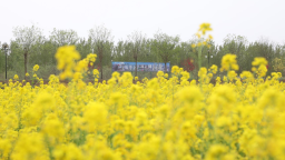 河北南皮：繁花润景 千年运河绘就农文旅融合画卷
